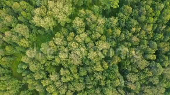 夏天西伯利亚的混合森林视频的预览图