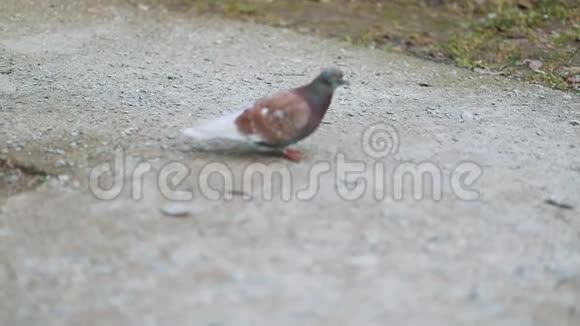 棕色鸽子城市鸟在乡间公园里散步石头路稳健的凸轮慢镜头视频的预览图