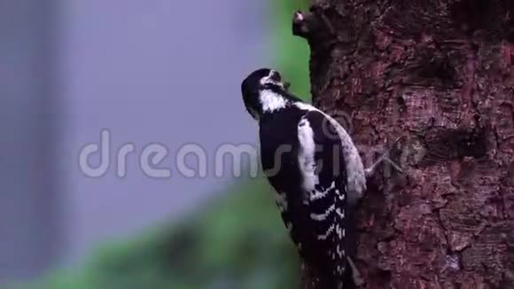 一只年轻的大型莫特利啄木鸟鸟斛属主要沿着公园的树干移动视频的预览图