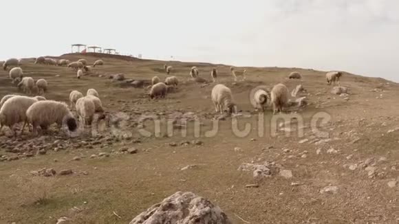 绵羊可爱的走过相机在一座废墟的小山上的羊群中视频的预览图
