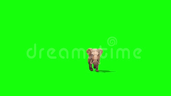 大象走前绿色屏幕视频的预览图