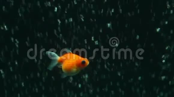 珍珠鳞金鱼视频的预览图