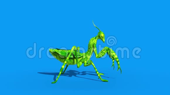 昆虫螳螂攻击侧蓝屏循环3D渲染动画视频的预览图