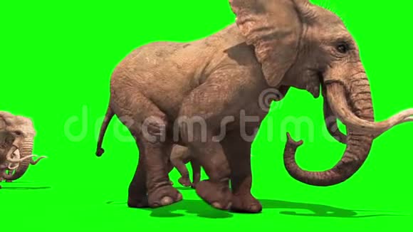 大象群在绿屏边散步视频的预览图
