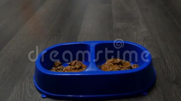 猫碗站在地板上视频的预览图