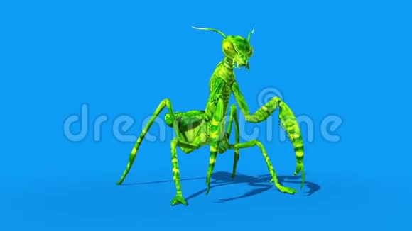 昆虫螳螂Dies前蓝屏3D渲染动画视频的预览图