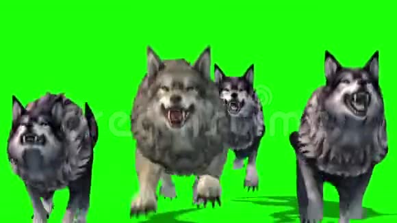 狼群运行前3D渲染绿色屏幕动物视频的预览图