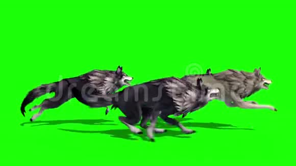 群狼在一旁奔跑3D渲染绿幕动物视频的预览图