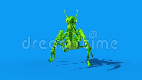昆虫螳螂行走周期前蓝屏循环3D渲染动画视频的预览图