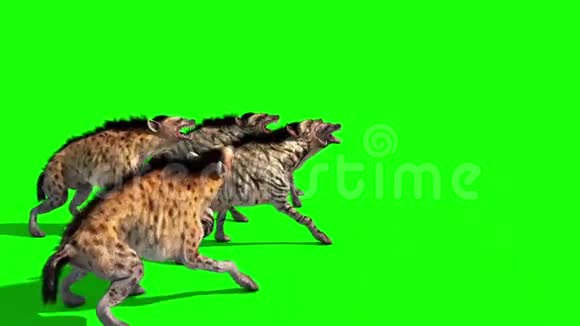 鬣狗动物攻击侧绿色屏幕三维渲染动画视频的预览图