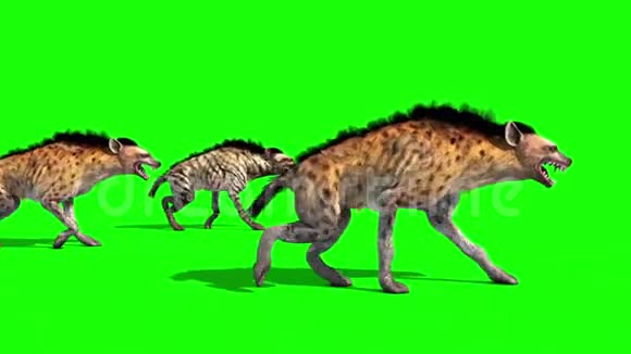 鬣狗动物羊群路边绿屏3D渲染动画视频的预览图