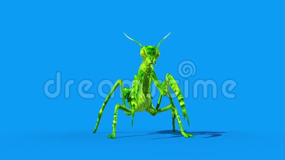 昆虫螳螂攻击前蓝屏循环3D渲染动画视频的预览图