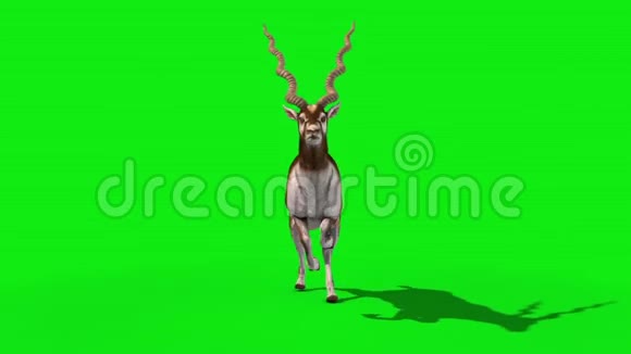印度羚羊前绿屏3D渲染动画视频的预览图