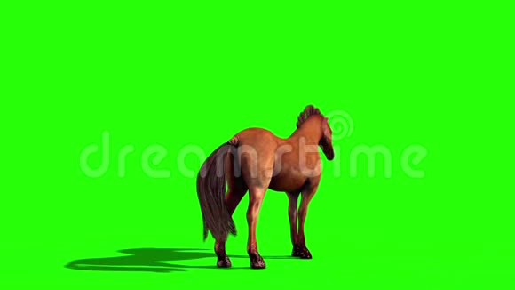 放牧的棕马循环动物绿色屏幕背面3D渲染动画视频的预览图