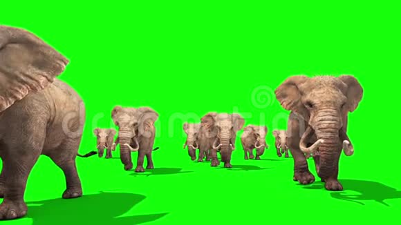 大象群走在绿色屏幕前视频的预览图