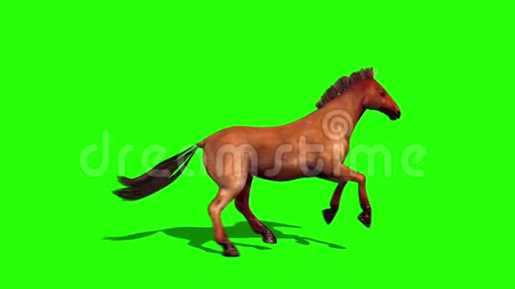 棕马跑圈动物绿屏边3D渲染动画视频的预览图