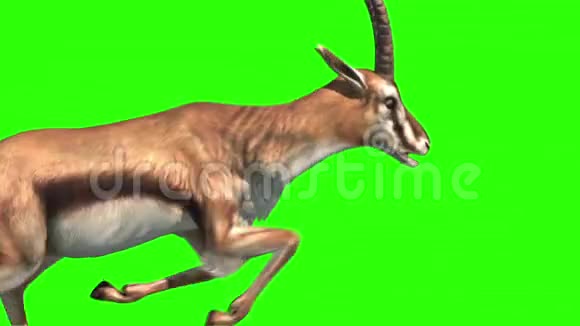 瞪羚草原漫步周期关闭绿色屏幕3D渲染动画视频的预览图