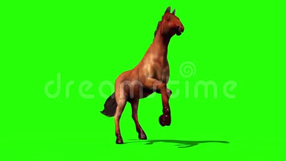 棕马跑圈动物绿屏3D渲染动画视频的预览图