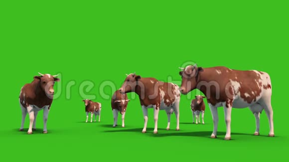 奶牛场动物正面绿色屏幕三维渲染动画视频的预览图