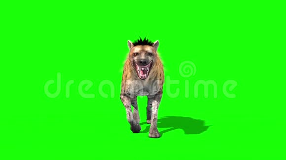 鬣狗马库拉塔动物生命周期前绿色屏幕3D渲染动画视频的预览图