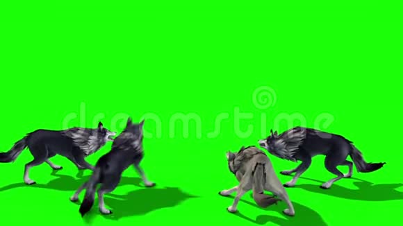 狼群攻击后3D渲染绿色屏幕动物视频的预览图