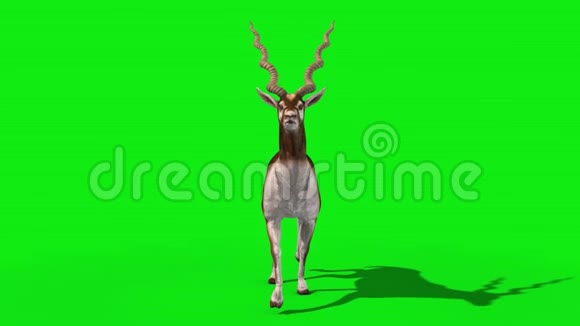 印羚羊行走圈前绿屏3D渲染动画视频的预览图