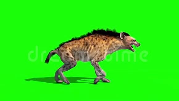 鬣狗马库拉塔动物行走周期侧绿色屏幕3D渲染动画视频的预览图