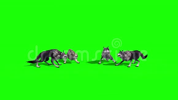 狼群攻击3D渲染绿色屏幕动物视频的预览图