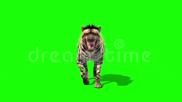 鬣狗动物行走周期前绿色屏幕3D渲染动画视频的预览图