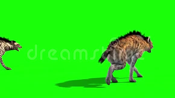 鬣狗动物蜂群返回绿色屏幕三维渲染动画视频的预览图