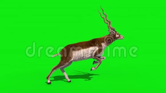 印度羚羊环保屏幕3D渲染动画视频的预览图