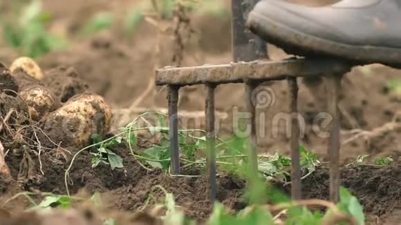 费默用叉子挖土找土豆慢动作有机食品概念视频的预览图