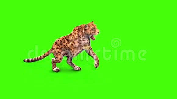 捷豹攻击侧绿色屏幕动物3D渲染动画视频的预览图