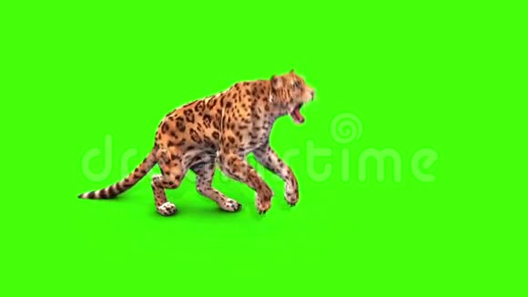 捷豹猫攻击侧绿色屏幕动物3D渲染动画视频的预览图