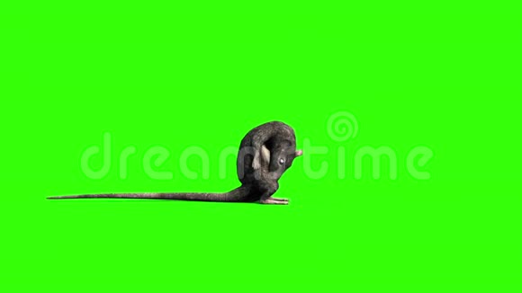 鼠鼠嗅鼠侧绿屏3D渲染动画视频的预览图