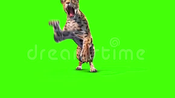 捷豹攻击前绿色屏幕动物3D渲染动画视频的预览图