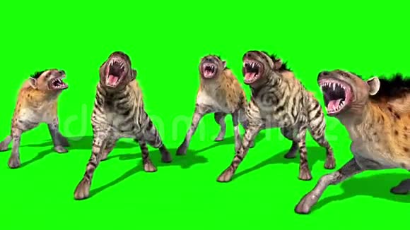 鬣狗动物攻击前绿色屏幕三维渲染动画视频的预览图