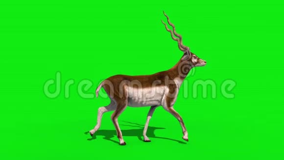 印羚羊行走周期侧绿屏3D渲染动画视频的预览图