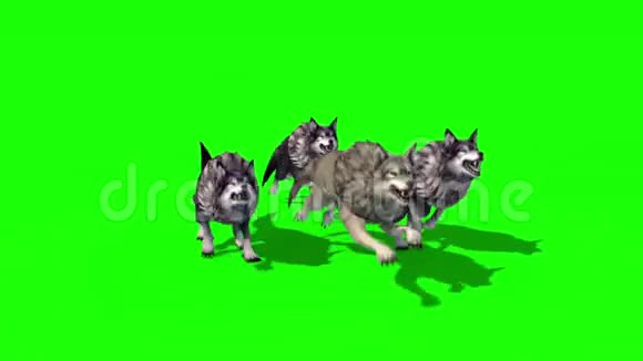狼群运行顶级3D渲染绿色屏幕动物视频的预览图