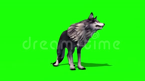 狼群死亡前3D渲染绿色屏幕动物视频的预览图