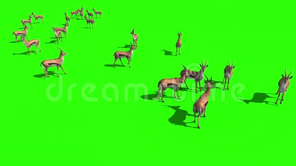 瞪羚草原顶级绿幕3D渲染动画视频的预览图