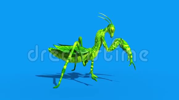 昆虫螳螂行走周期侧蓝屏循环3D渲染动画视频的预览图