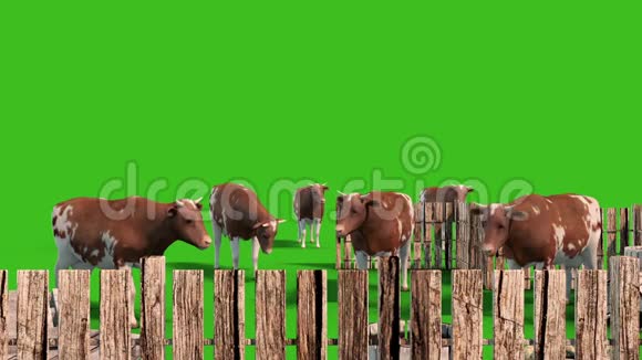 奶牛场围栏动物绿屏3D渲染动画视频的预览图