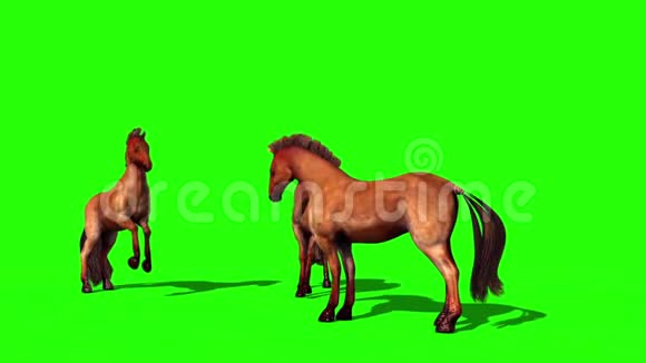 一组棕马动物绿色屏幕前3D渲染动画视频的预览图