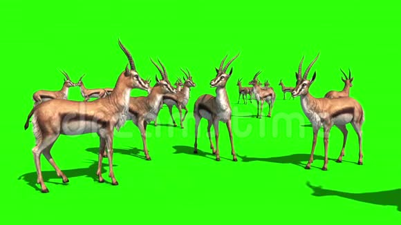 瞪羚草原绿屏3D渲染动画视频的预览图