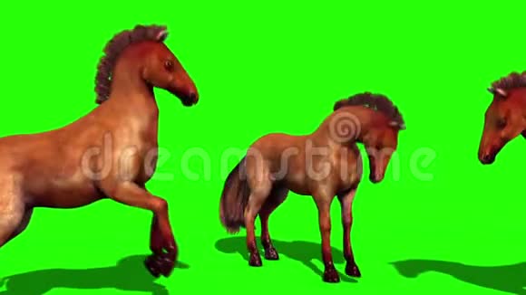 一组棕马动物绿屏边3D渲染动画视频的预览图