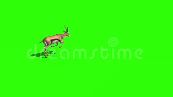 瞪羚萨凡纳绿色屏幕3D渲染动画视频的预览图