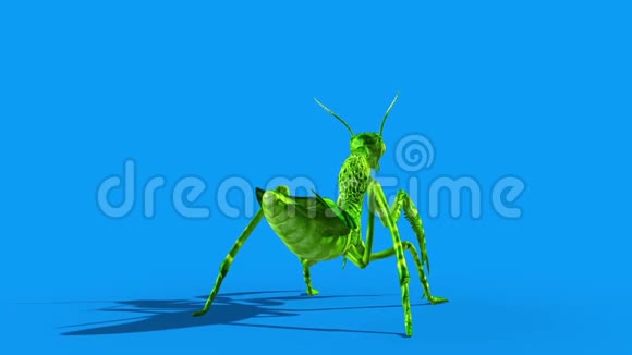 昆虫螳螂攻击后蓝屏循环3D渲染动画视频的预览图