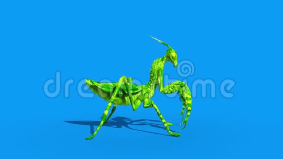 昆虫螳螂侧蓝屏3D渲染动画视频的预览图