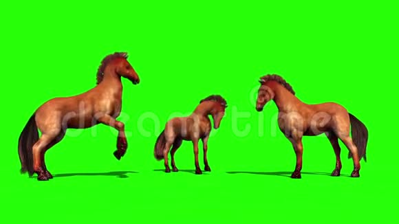 一组棕马动物绿色屏幕三维渲染动画视频的预览图